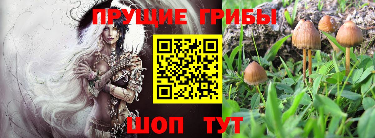 Псилоцибиновые грибы Psilocybine cubensis  Псилоцибиновые грибы мицелий  купить наркотик  Вход с VPN  Родники 